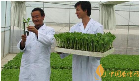 煙草專業(yè)大學(xué)排名，煙草專業(yè)就業(yè)前景好