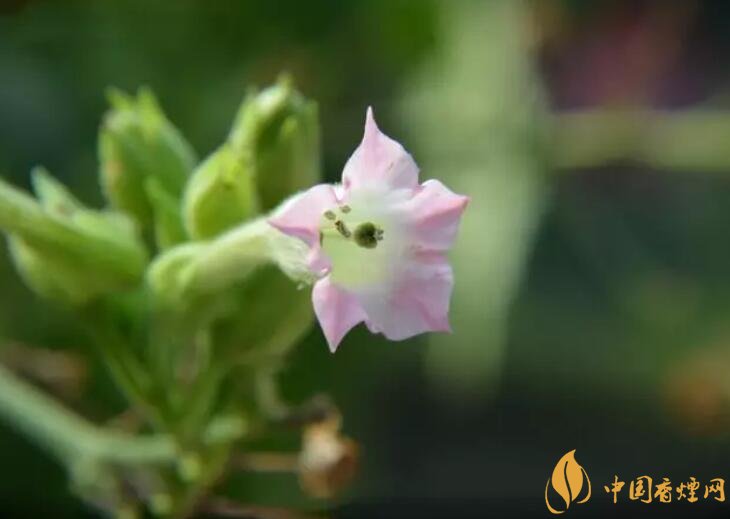 煙草花花語是什么，煙草花什么時(shí)候開花