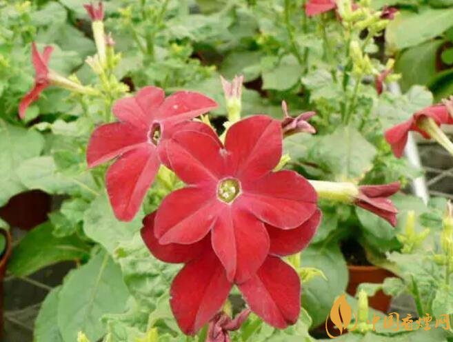 煙草花花語是什么，煙草花什么時(shí)候開花