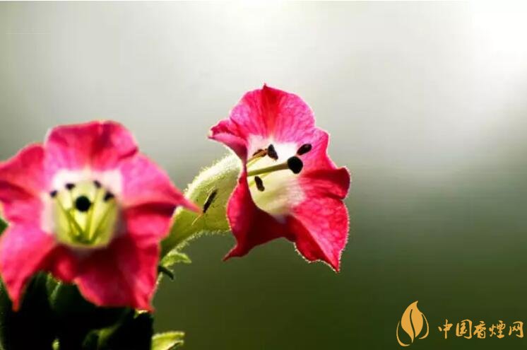 煙草花花語是什么，煙草花什么時(shí)候開花