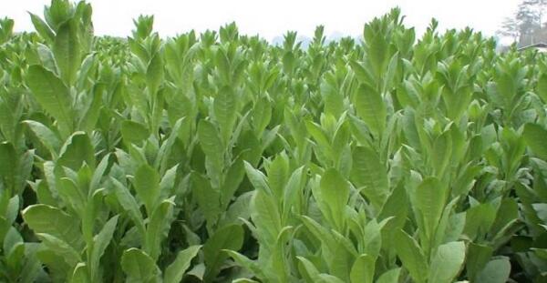 香料煙是怎么做成的 中國(guó)香料煙有哪些